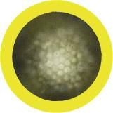Hepatitis Virus
