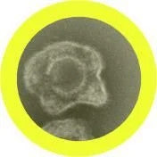 Herpes Under Microscope