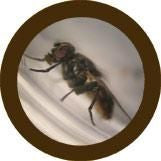 House Fly/ Musca domestica- Close Up (Real Photo)