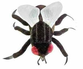 House Fly- Front View