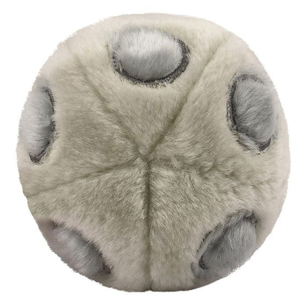HPV- Bottom View