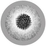 HPV/ Human Papillomavirus - Under the microscope