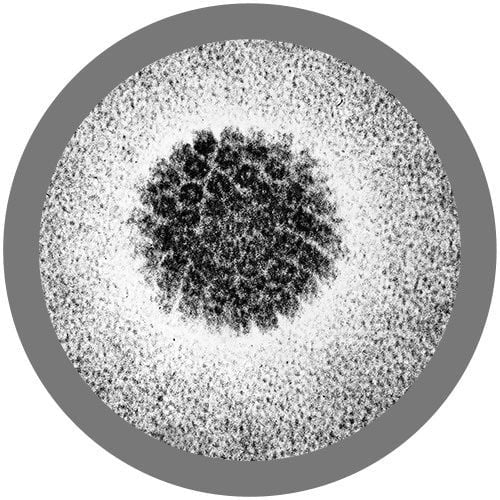 HPV- Under the Microscope