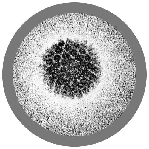 Human Papillomavirus 