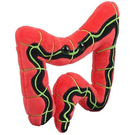 IBS- Irritable Bowel Syndrome- angled view