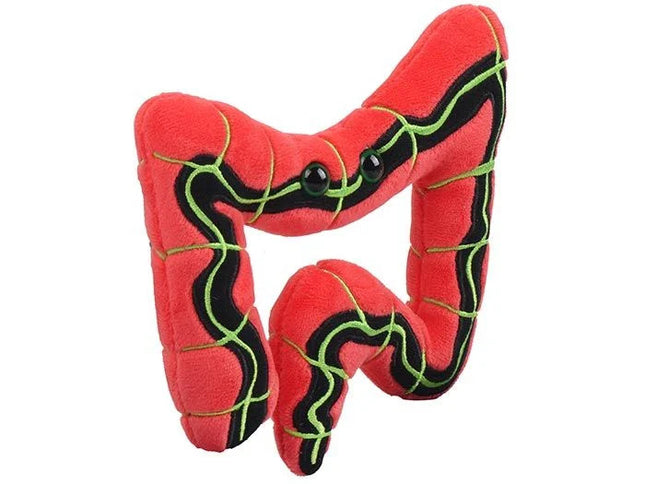 IBS- Irritable Bowel Syndrome- angled view