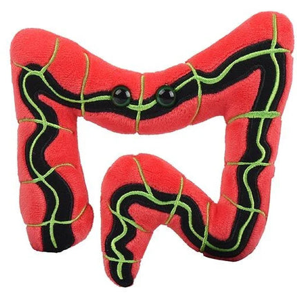 IBS- Irritable Bowel Syndrome- front view