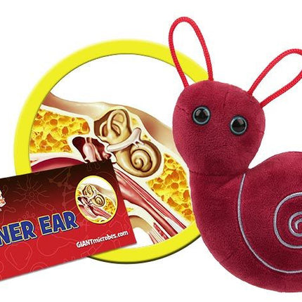 Inner Ear- With Informational Tag