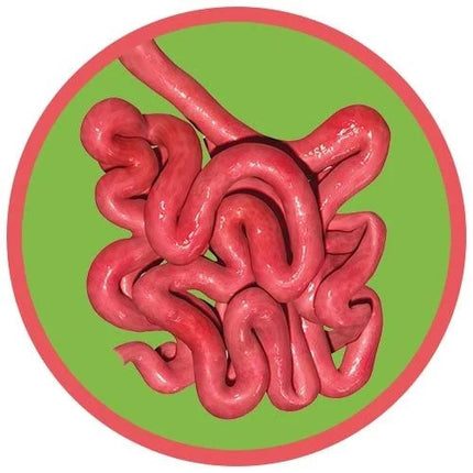 Small Intestine- real