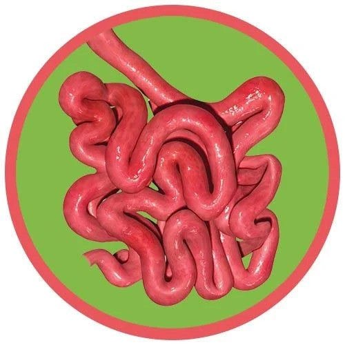 Small Intestine- real