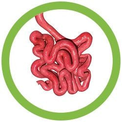 The Small Intestine