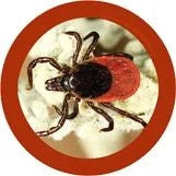 tick under the microscope