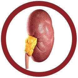 The Kidney