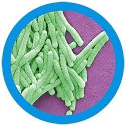 Legionnaires' Disease- under the microscope