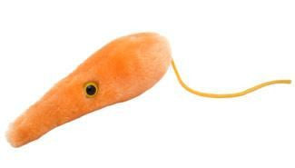 Leishmania Plushie