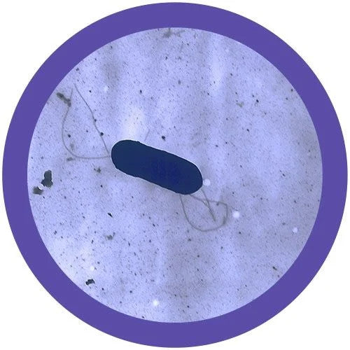 Listeria under microscope