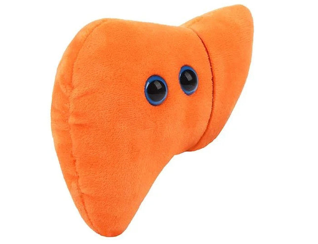 Liver - angled view