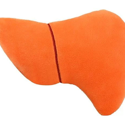 Liver - back view
