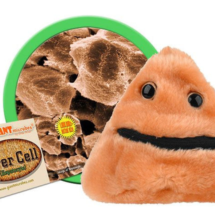 Liver