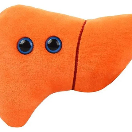Liver - front view