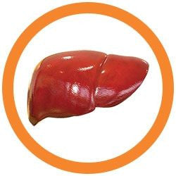 The Liver