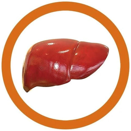 Liver - real