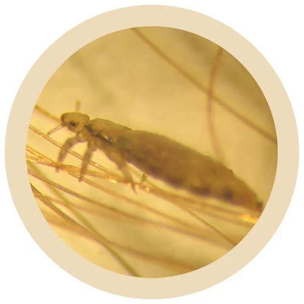 Louse- Classic- Microscope View