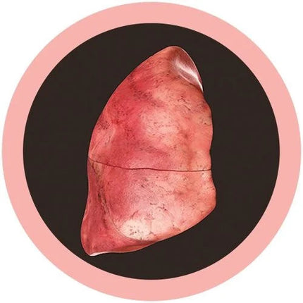 Lung- Real