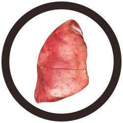 The Lung