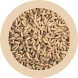 Maggot- under microscope