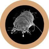 Sarcoptes scabiei