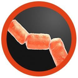 Methanobrevibacter smithii plushie