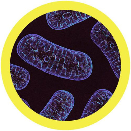 Mitochondria Under Microscope
