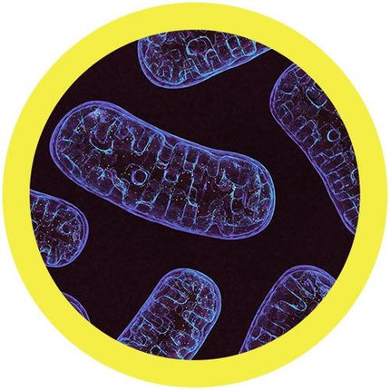 Mitochondria- Classic- Microscope View