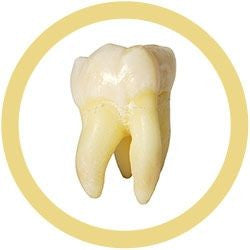 Molar