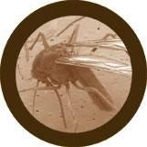 Mosquito- Original- Microscope View