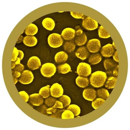 MRSA- Microscope View