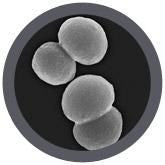 Neisseria meningitidis