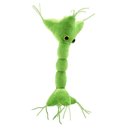 Nerve Cell (Neuron)- Right View