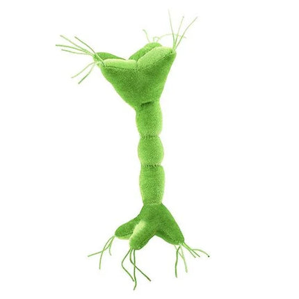 Nerve Cell (Neuron)- Back View