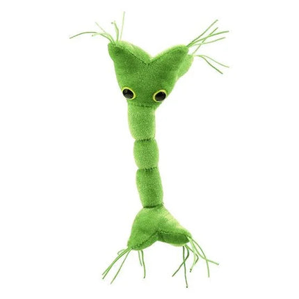 Nerve Cell (Neuron)- Front View