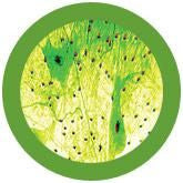 Neurons