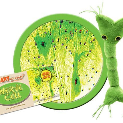 Nerve Cell (Neuron)- With Informational Tag