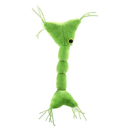 Nerve Cell (Neuron)- Side View