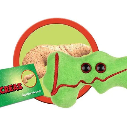 Pancreas With Informational Tag