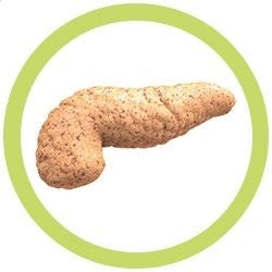 The Pancreas