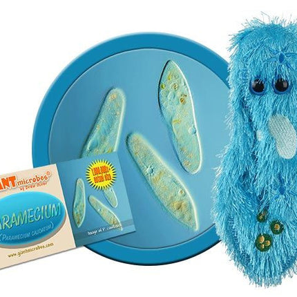 Paramecium- Classic- With Informational Tag