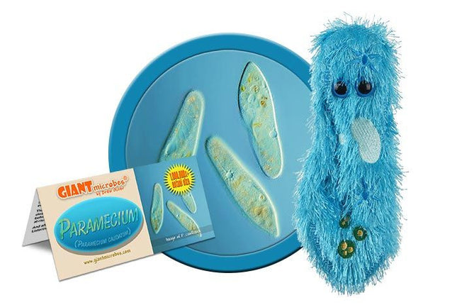 Paramecium- Classic- With Informational Tag