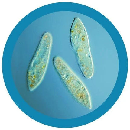 Paramecium- Classic- Microscope View