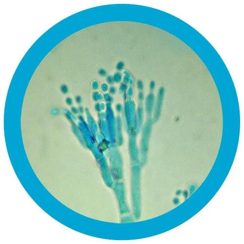 penicillin under the microscope